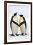 Emperor Penguin Pair Holding Hands-null-Framed Photographic Print