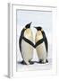 Emperor Penguin Pair Holding Hands-null-Framed Photographic Print