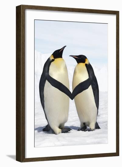 Emperor Penguin Pair Holding Hands-null-Framed Photographic Print