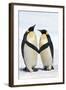 Emperor Penguin Pair Holding Hands-null-Framed Photographic Print