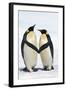 Emperor Penguin Pair Holding Hands-null-Framed Photographic Print