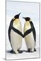 Emperor Penguin Pair Holding Hands-null-Mounted Photographic Print