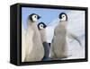 Emperor Penguin parent with chick on ice, Snow Hill Island, Antarctica-Keren Su-Framed Stretched Canvas