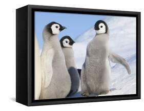Emperor Penguin parent with chick on ice, Snow Hill Island, Antarctica-Keren Su-Framed Stretched Canvas