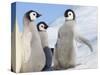 Emperor Penguin parent with chick on ice, Snow Hill Island, Antarctica-Keren Su-Stretched Canvas