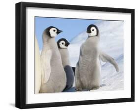 Emperor Penguin parent with chick on ice, Snow Hill Island, Antarctica-Keren Su-Framed Photographic Print