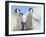 Emperor Penguin parent with chick on ice, Snow Hill Island, Antarctica-Keren Su-Framed Photographic Print