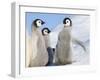 Emperor Penguin parent with chick on ice, Snow Hill Island, Antarctica-Keren Su-Framed Photographic Print