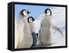 Emperor Penguin parent with chick on ice, Snow Hill Island, Antarctica-Keren Su-Framed Stretched Canvas