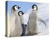 Emperor Penguin parent with chick on ice, Snow Hill Island, Antarctica-Keren Su-Stretched Canvas