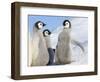 Emperor Penguin parent with chick on ice, Snow Hill Island, Antarctica-Keren Su-Framed Photographic Print