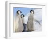 Emperor Penguin parent with chick on ice, Snow Hill Island, Antarctica-Keren Su-Framed Photographic Print