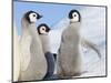 Emperor Penguin parent with chick on ice, Snow Hill Island, Antarctica-Keren Su-Mounted Photographic Print