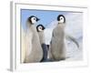 Emperor Penguin parent with chick on ice, Snow Hill Island, Antarctica-Keren Su-Framed Photographic Print