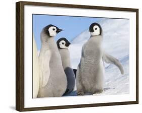 Emperor Penguin parent with chick on ice, Snow Hill Island, Antarctica-Keren Su-Framed Photographic Print