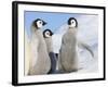 Emperor Penguin parent with chick on ice, Snow Hill Island, Antarctica-Keren Su-Framed Photographic Print