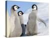 Emperor Penguin parent with chick on ice, Snow Hill Island, Antarctica-Keren Su-Stretched Canvas