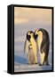 Emperor Penguin Parents with Baby-DLILLC-Framed Stretched Canvas