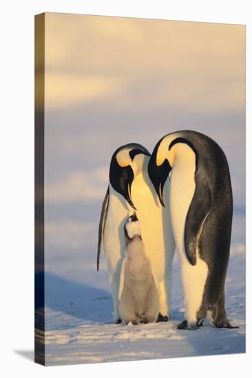 Emperor Penguin Parents with Baby-DLILLC-Stretched Canvas