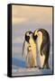 Emperor Penguin Parents with Baby-DLILLC-Framed Stretched Canvas