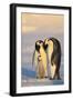 Emperor Penguin Parents with Baby-DLILLC-Framed Premium Photographic Print