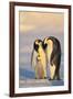 Emperor Penguin Parents with Baby-DLILLC-Framed Premium Photographic Print