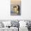 Emperor Penguin Parents with Baby-DLILLC-Premium Photographic Print displayed on a wall