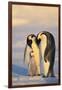 Emperor Penguin Parents with Baby-DLILLC-Framed Premium Photographic Print