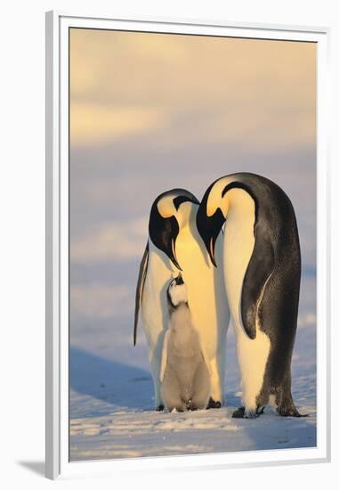 Emperor Penguin Parents with Baby-DLILLC-Framed Premium Photographic Print