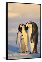 Emperor Penguin Parents with Baby-DLILLC-Framed Stretched Canvas