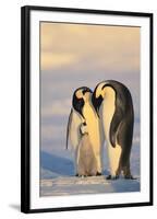 Emperor Penguin Parents with Baby-DLILLC-Framed Photographic Print