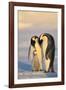 Emperor Penguin Parents with Baby-DLILLC-Framed Photographic Print