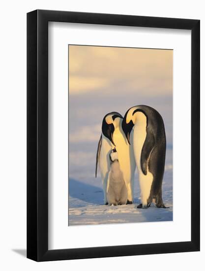 Emperor Penguin Parents with Baby-DLILLC-Framed Photographic Print