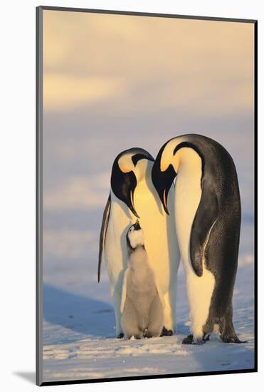 Emperor Penguin Parents with Baby-DLILLC-Mounted Photographic Print