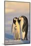 Emperor Penguin Parents with Baby-DLILLC-Mounted Photographic Print