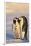 Emperor Penguin Parents with Baby-DLILLC-Framed Photographic Print
