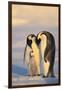 Emperor Penguin Parents with Baby-DLILLC-Framed Photographic Print