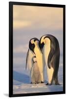 Emperor Penguin Parents with Baby-DLILLC-Framed Photographic Print