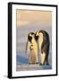 Emperor Penguin Parents with Baby-DLILLC-Framed Photographic Print
