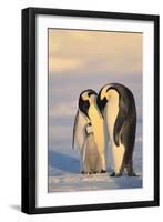 Emperor Penguin Parents with Baby-DLILLC-Framed Photographic Print