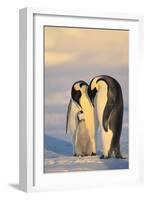 Emperor Penguin Parents with Baby-DLILLC-Framed Photographic Print