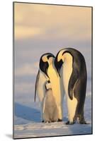 Emperor Penguin Parents with Baby-DLILLC-Mounted Photographic Print