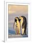 Emperor Penguin Parents with Baby-DLILLC-Framed Photographic Print