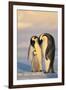 Emperor Penguin Parents with Baby-DLILLC-Framed Photographic Print