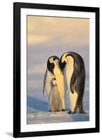 Emperor Penguin Parents with Baby-DLILLC-Framed Photographic Print