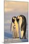 Emperor Penguin Parents with Baby-DLILLC-Mounted Photographic Print