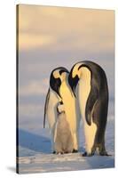 Emperor Penguin Parents with Baby-DLILLC-Stretched Canvas