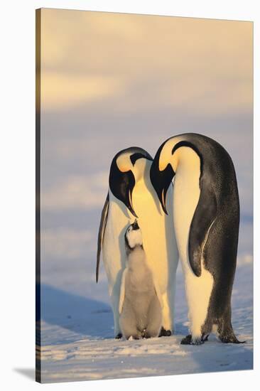 Emperor Penguin Parents with Baby-DLILLC-Stretched Canvas