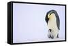 Emperor Penguin Protecting Offspring from the Cold-DLILLC-Framed Stretched Canvas