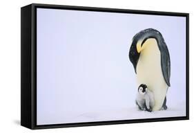 Emperor Penguin Protecting Offspring from the Cold-DLILLC-Framed Stretched Canvas